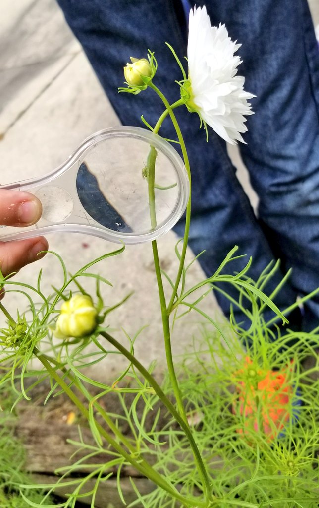 KyleHamstra's tweet photo. What animals are eating #ddegardens plants? Fourth grade closely observes and researches solutions. #ddestem #sci4L11 #sci4L12 #sci4L13 https://t.co/vUDpr9u2GM