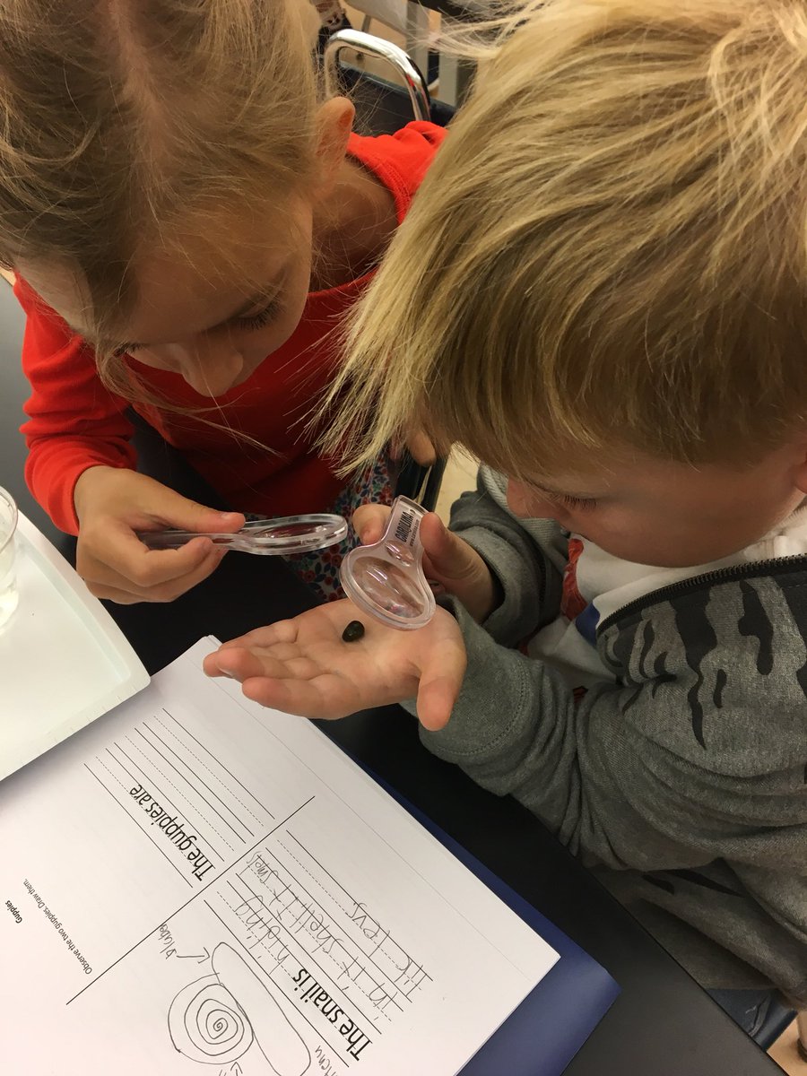 bxvsciencegirl's tweet photo. 2nd Graders get up close and personal with Pond Snails.🐌🐌🐌
#lifescience
#sciencerocks https://t.co/6oy2RQkIHw