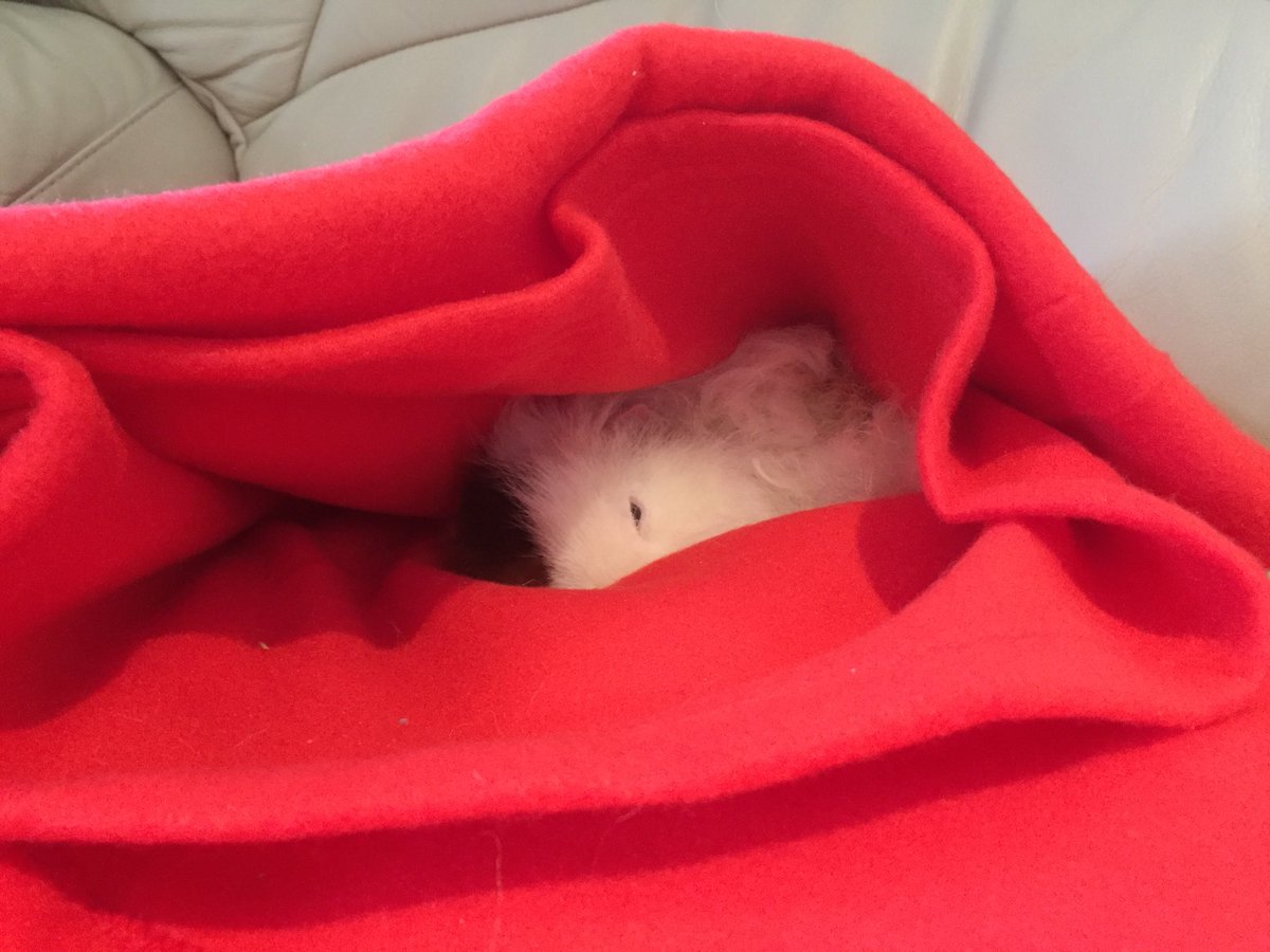 panda230770's tweet photo. In his new blanket ❤️❤️❤️ https://t.co/GwJZkLxJdj