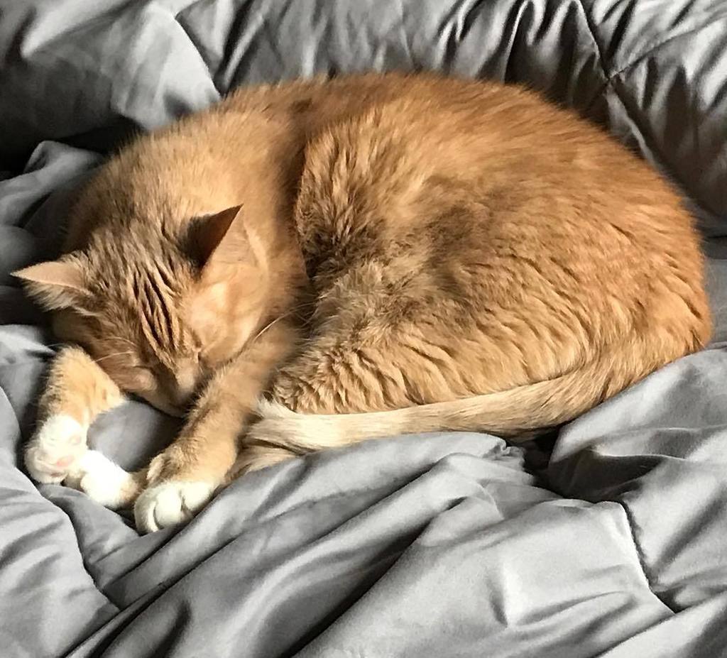 gazzagingercat's tweet photo. What dreams may come! #sleeping #sleepingcat #dreams #happycat #catsofig #catsofinstagram #catsofchicago #chicagoc… https://t.co/6uoIza2olc https://t.co/6hAEOnI9RX
