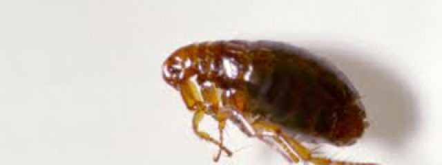 BugsByBrian's tweet photo. Do I Have a Flea Infestation? https://t.co/tDCYa8MZKB #pestcontrol #exterminator #StLouis https://t.co/MLBWMya7Wg