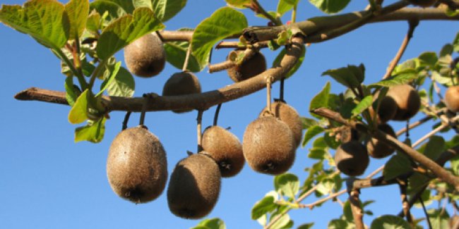 fruitlots's tweet photo. il est bon mon #kiwi 🥝
 il est #produit #cultivé #récolté #EnFrance
#Fruits
🍍🍏🍎🍓🍇🍈🍒🍊
#Légumes 
🥕🍆🌶️🥒🥑🍅🥔🥦
https://t.co/4pvG6PZ0z2 https://t.co/LS71Ee9jk3
