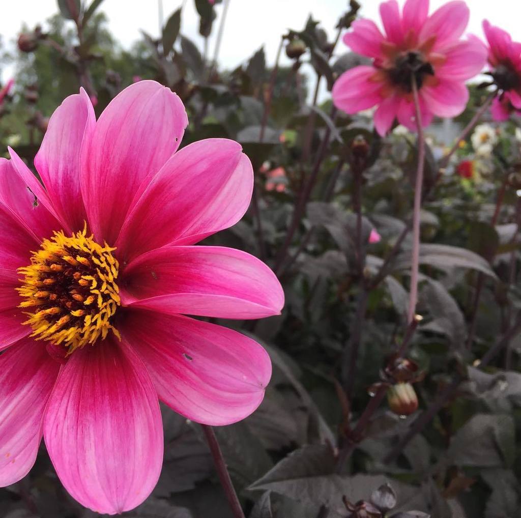 e_gardener's tweet photo. The #pink really stands out against the #darkfoliage on these #dahlias https://t.co/gi7D5OvwPP https://t.co/ayr0otKNmf