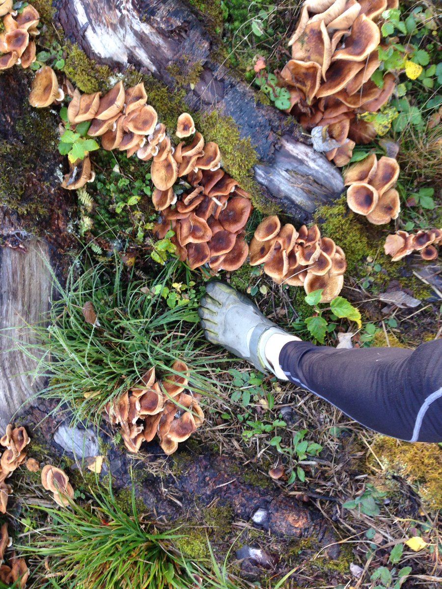 runforestrunaus's tweet photo. How good are mushrooms 🍄 the power of Nature #protein #nature #food #nutrition #barefoot #mushrooms #vibram #barefootrunning #Alps #France https://t.co/uWaquvCvZu