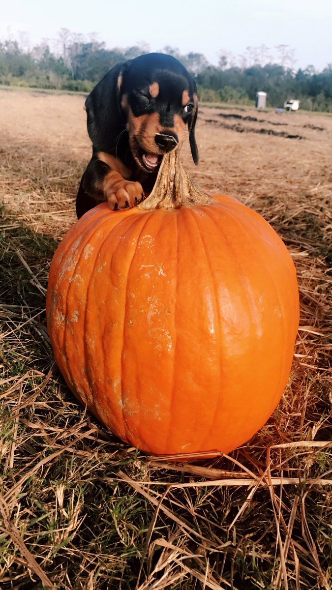 GirlsNoteBook's tweet photo. Open for a surprise🎃 https://t.co/jA8OGFWgVx