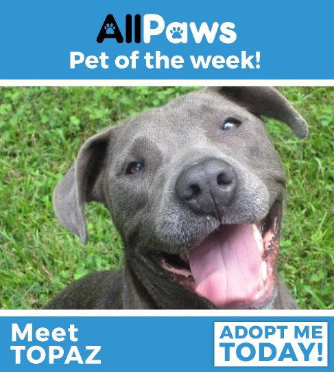 AllPawsWebsite's tweet photo. Topaz is fully vetted and ready to be petted! Learn more: https://t.co/7b9QemolSk https://t.co/FvJjaQynFL