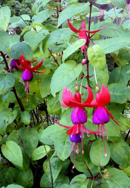 Hardy fuchsias relish the mild autumn weather: rhs.org.uk/advice/profile…