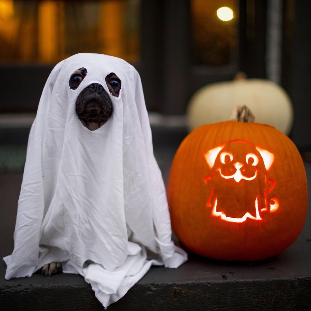 kylieghreads's tweet photo. Are you dressing up your furry best friends this year? #OnoPromo #OnoFriends #OnoCrew #GoodBowl #GreatBowl - https://t.co/GplPyIaS2s https://t.co/lZZnUb190c