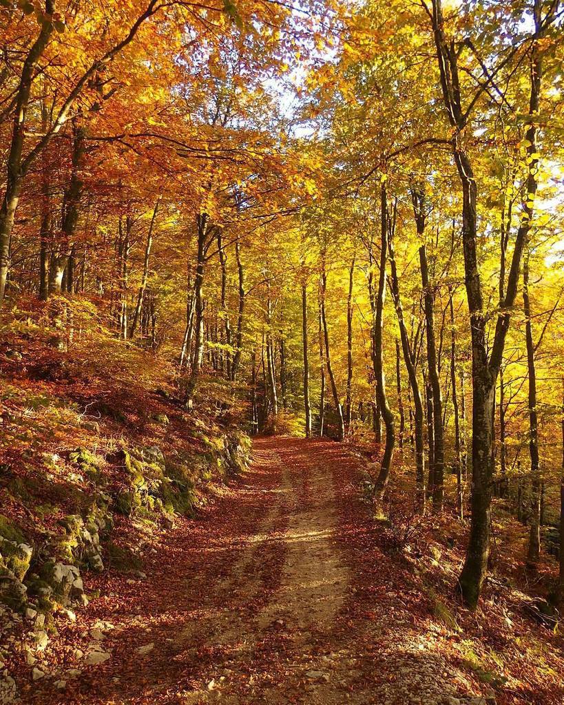 Foto di <a href="/faby/">Faye Brown</a>.zan 👏
Una sola parola: foliage! 🍂🍂🍂
#igersbelluno ift.tt/2z58Gzl