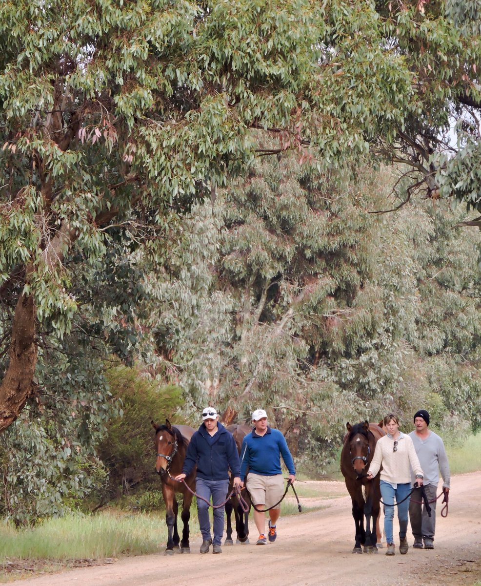 Lovely morning for a walk. Yearling prep in full swing. Countdown to the Coast! <a href="/mmsnippets/">Magic Millions</a> <a href="/vicbreeders/">TBV</a>