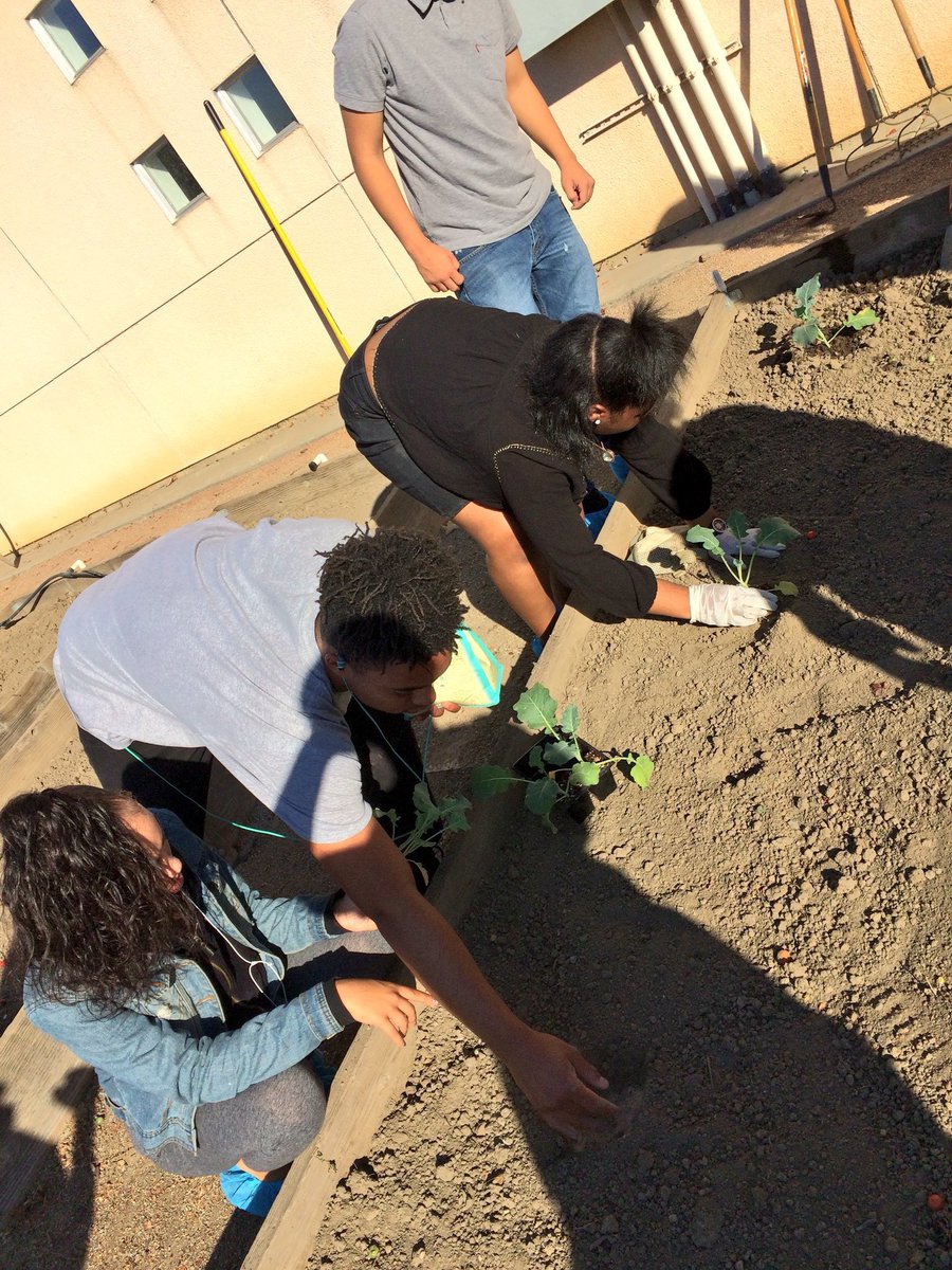 DHSchefmitchell's tweet photo. DHS Culinary getting in their cold weather crops! https://t.co/8oaBGduh62