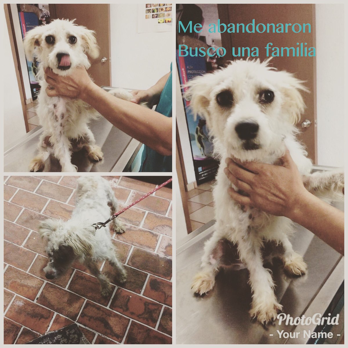 amidoglove's tweet photo. Abandonado a su suerte. 1 año. Esterilizado. @PrrosPerdidosMX @rumabo1 @la_woodra @morenamia25 @lizalde_gina @fellpudito https://t.co/EtPkqL3WOJ