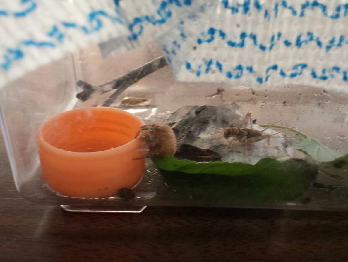MrsMarinuzzo's tweet photo. A close up of our spider and it's dinner! We've learned that spiders like to eat live insects like crickets. Hope it works! #stsmm https://t.co/mAkDzt1IxP