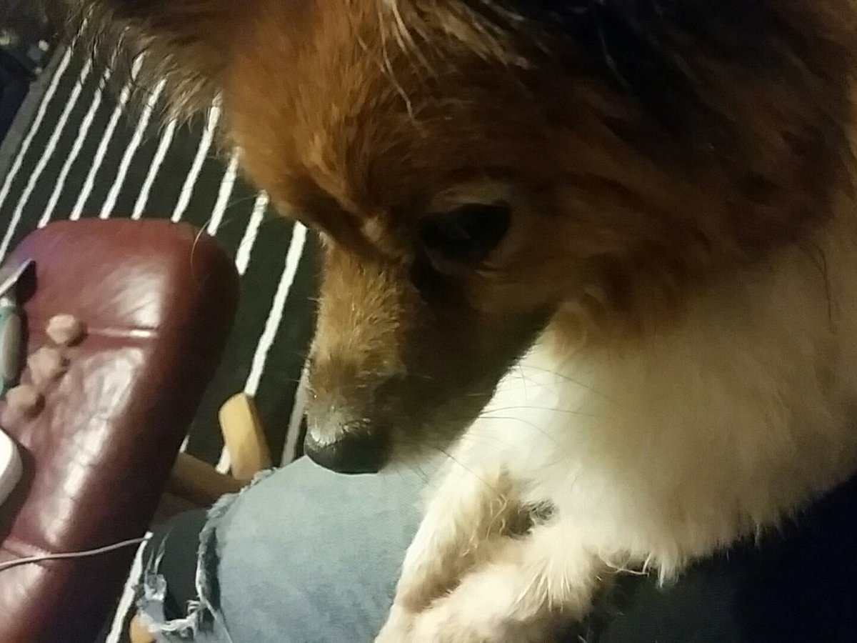 h_willowdraws's tweet photo. Our little four legged friend ❤ #papillon #dog #doggo #pupper #oldpupper https://t.co/XOsGFUBgNT