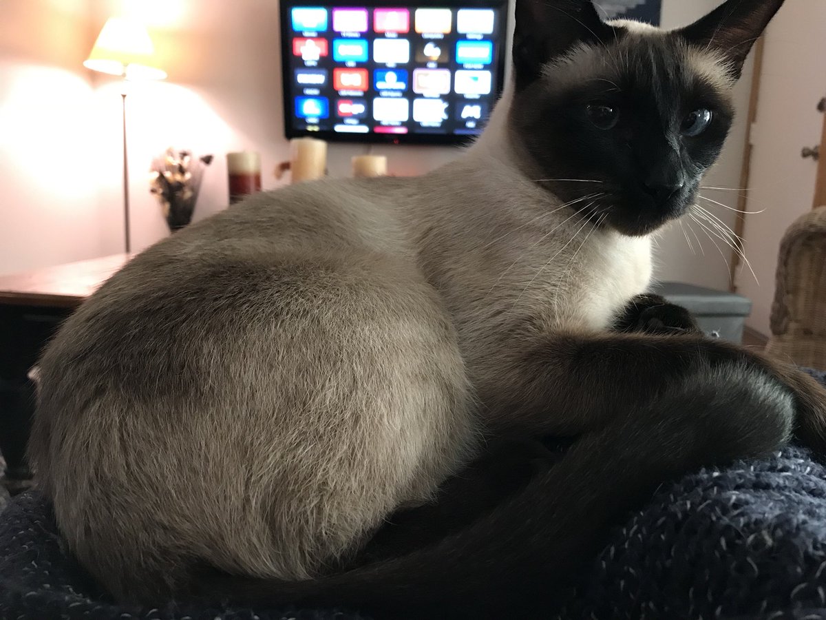 SiameseDex's tweet photo. Moms been gone for a few days but now she’s home!! Back on twitter yay! #neverleavemeagain https://t.co/8LGQNIRgvk