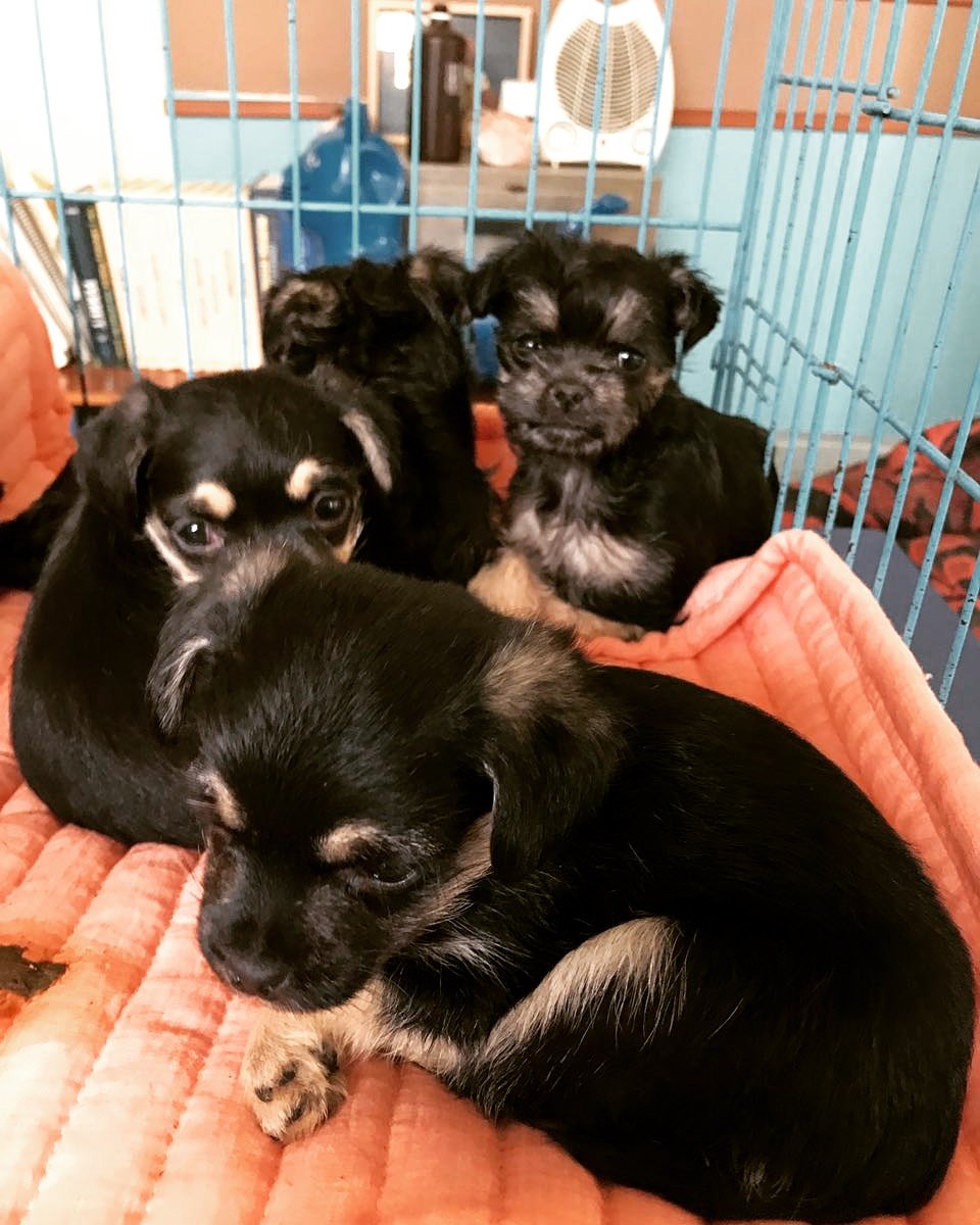 UaaChile's tweet photo. Tenemos cachorritos en adopción, son mestizos de schnauzer con pug, por lo que serán pequeños de tamaño. Contacto escribir por DM. #Stgo https://t.co/WcawGWLKVV