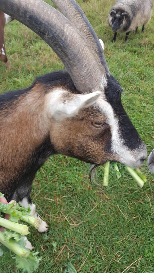 Today’s #healthy #eating #inspo brought to you by Zeus, who couldn’t contain himself when we brought out the kale!