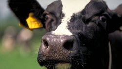 ForFarmers's tweet photo. Kennis én gezelligheid staan centraal tijdens de #Regiotaps 2017 voor #melkveehouders. Komt u ook? Meer info https://t.co/j6mpGXBpuQ https://t.co/OuVdKHSzaT