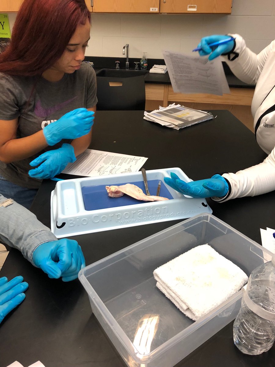 GWCPWarriors's tweet photo. #Anatomy and #physiology students dissect chicken wings to see how the muscular and skeletal systems interact. #gotchicken? https://t.co/cAvjPO3Kth