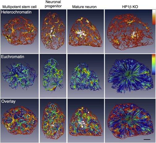 AedinCulhane's tweet photo. High-resolution images of heterochromatin, euchromatin in single cells from Carolyn Larabell #NGSUS17 @NGSUSCongress https://t.co/ciffNWJnxV