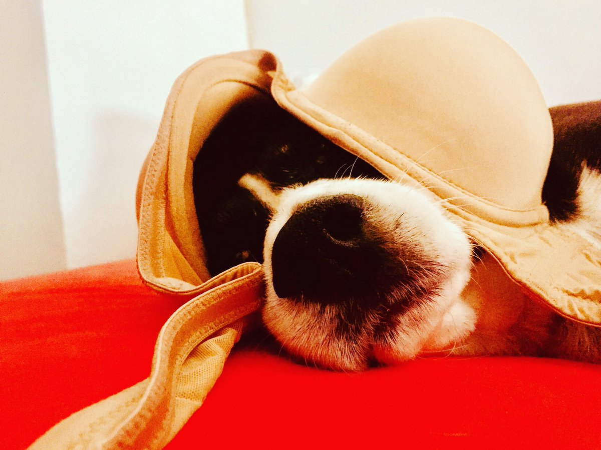 Boobie trapped #dogdays #lifeofadog #dog #beagle