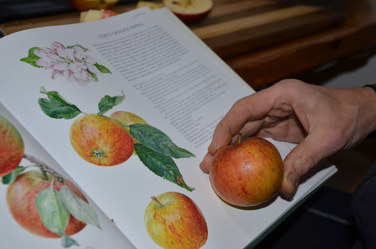 LetsGrowToBham's tweet photo. #AppleIdentification @Cate_Dearn @thetamevalley @InfoCet @BalsallHeathCF @WalsalArboretum @tembosaba @rogerbhx @TaijaVigilia @park_hollies https://t.co/dYI5kBxEV9