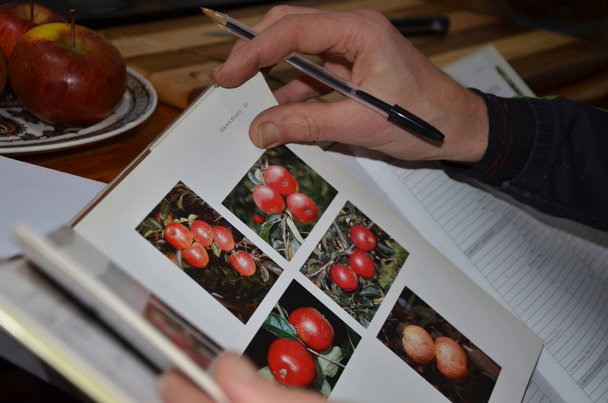 LetsGrowToBham's tweet photo. #AppleIdentification @Cate_Dearn @thetamevalley @InfoCet @BalsallHeathCF @WalsalArboretum @tembosaba @rogerbhx @TaijaVigilia @park_hollies https://t.co/dYI5kBxEV9