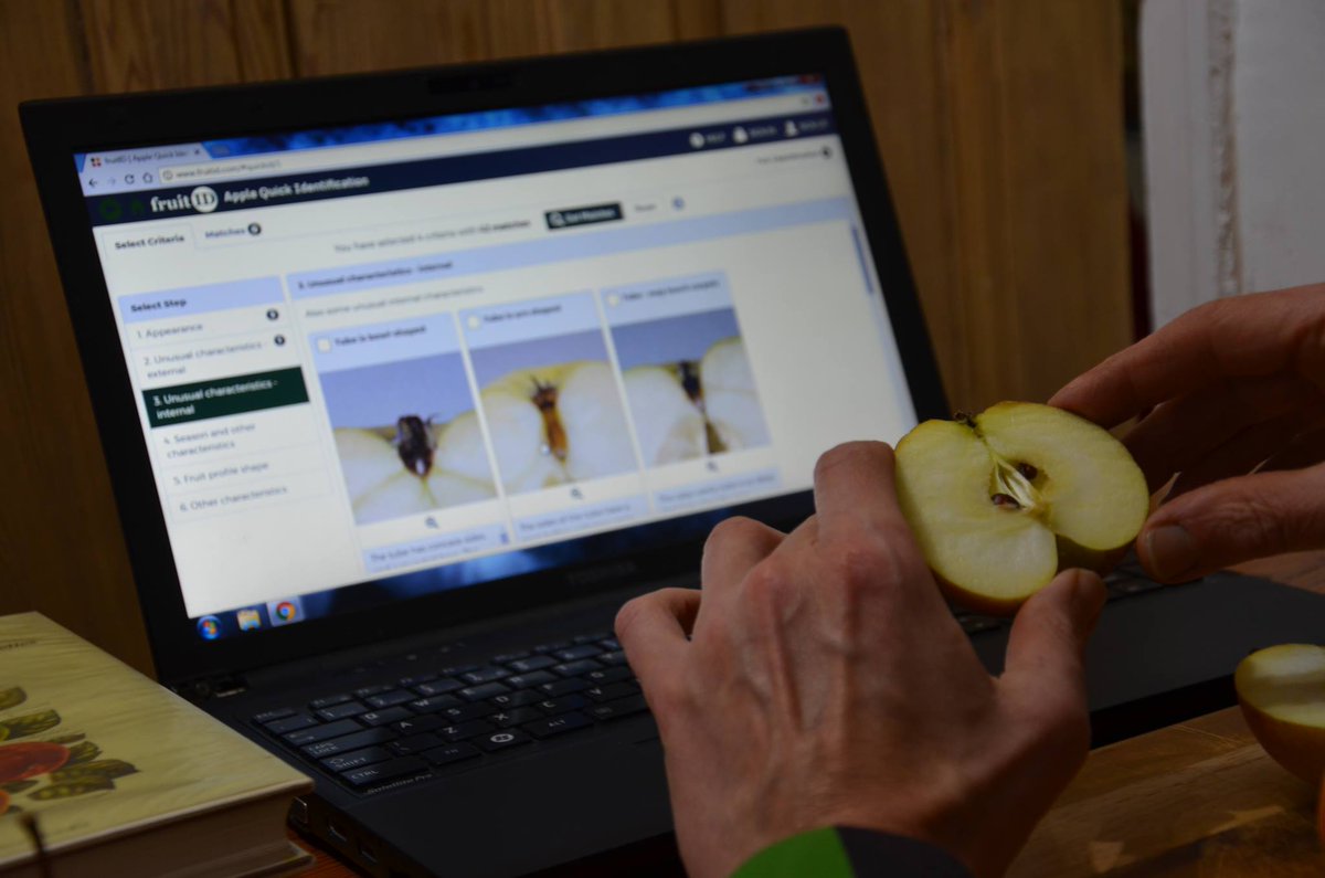 LetsGrowToBham's tweet photo. #AppleIdentification @Cate_Dearn @thetamevalley @InfoCet @BalsallHeathCF @WalsalArboretum @tembosaba @rogerbhx @TaijaVigilia @park_hollies https://t.co/dYI5kBxEV9