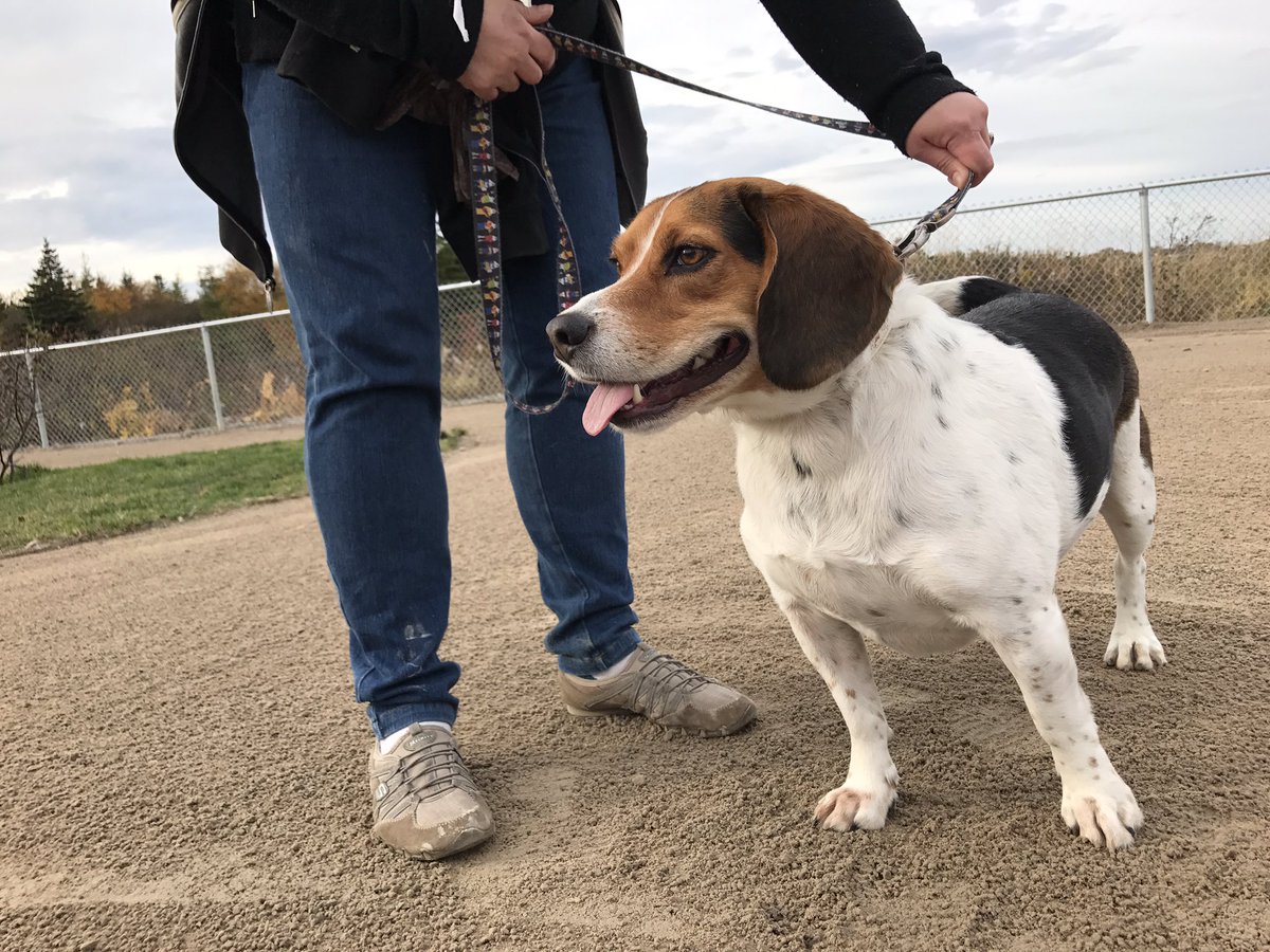 GerriLynnMackey's tweet image. Sable Chief Dog park is officially opened at McNiven Place in Airport Heights. @VOCMNEWS