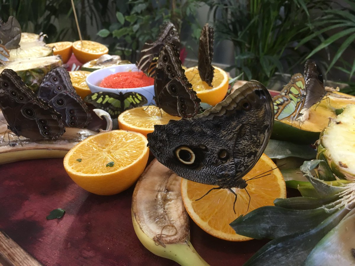 Supplying some lighting and sound for immersive event for Angostura rum tonight in Shoreditch. With actors and butterfly’s!