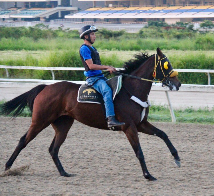 Haraslossamanes's tweet photo. #Hipismo GLADIADORA-RETURN THE QUEEN!!! Ambas lucen en su mejor momento, listas para decidir este domingo. @Haraslossamanes https://t.co/JD8Hausrvo