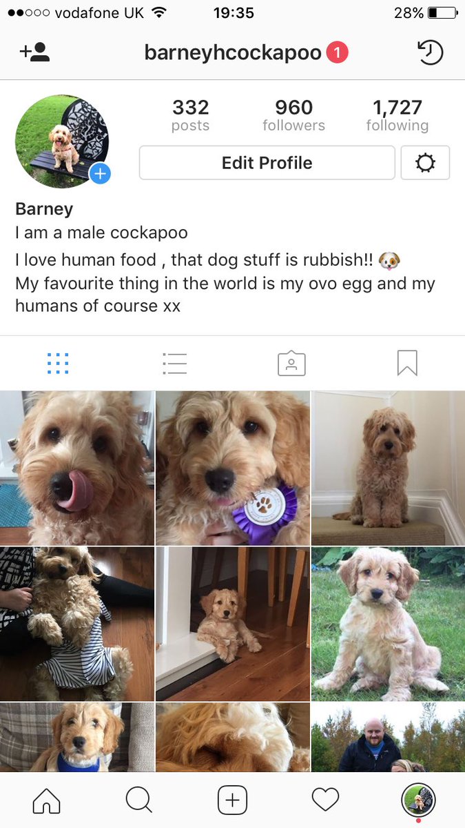BarneyHCockapoo's tweet photo. #followme #instagram #dogsofinstagram #barneyhcockapoo https://t.co/q2JMMkyL4O