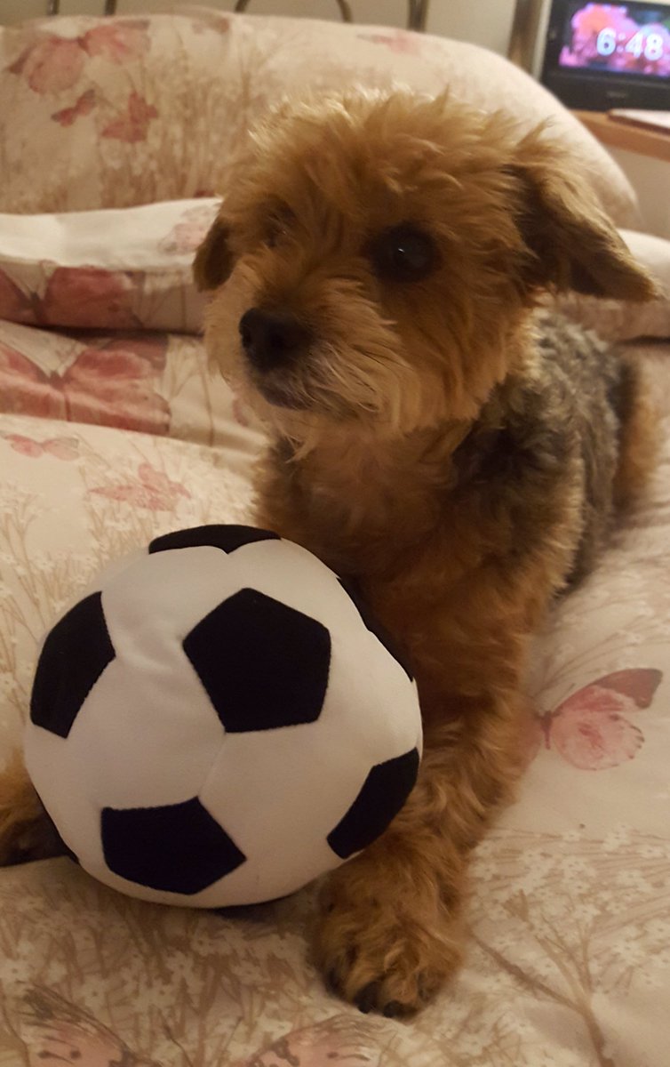 Christine_Emb's tweet photo. She's dreaming of Wembley! ;) #bellafame #dogsofinstagram https://t.co/P3yd9JEGlG