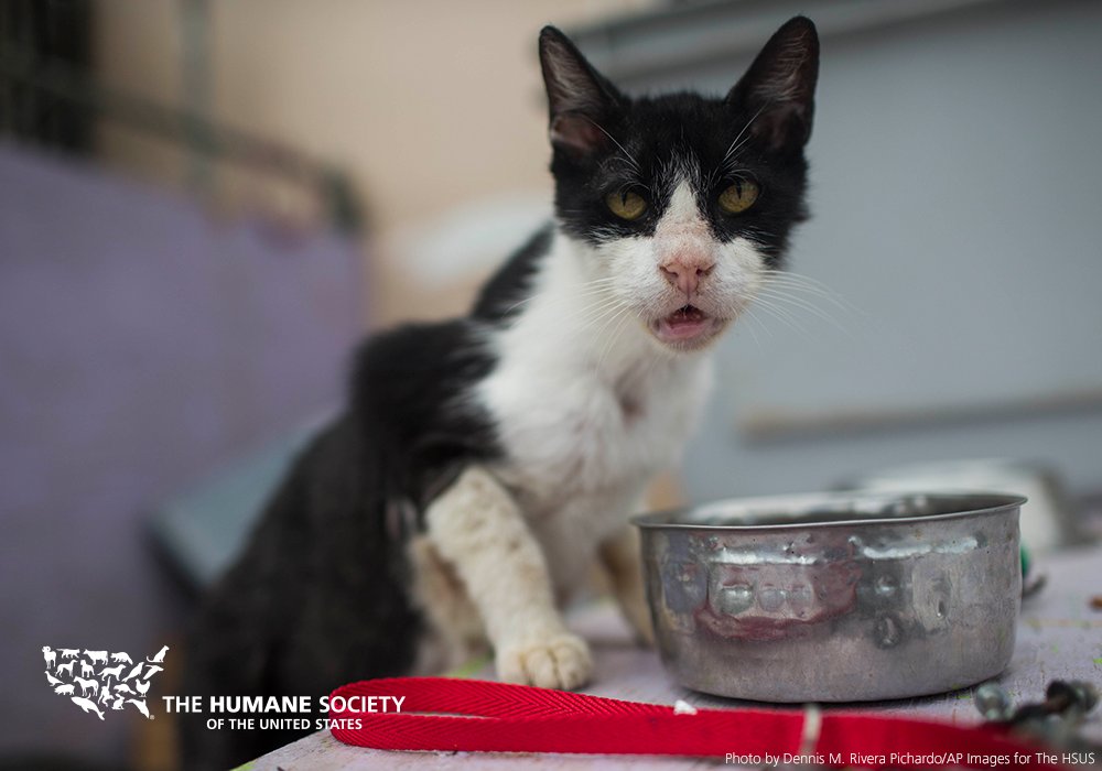 humaneworldorg's tweet image. Thanks to YOU, we've been able to provide veterinary care to hundreds of animals in #PuertoRico from cats and dogs to horses and goats!