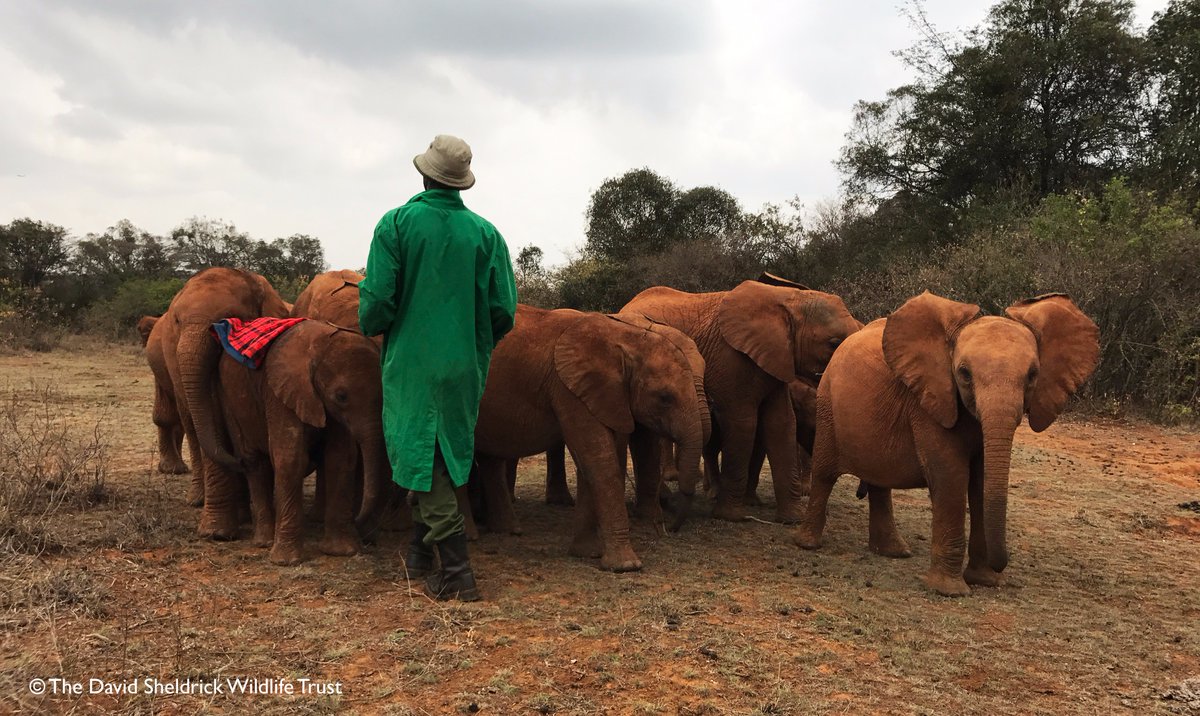 SheldrickTrust's tweet photo. Watch a special 30 min film created with @Xbox as part of #MSFTGive to help #elephants In 12 hours it will be gone! https://t.co/hMMkMKj4cd https://t.co/ZC43GpF6gV