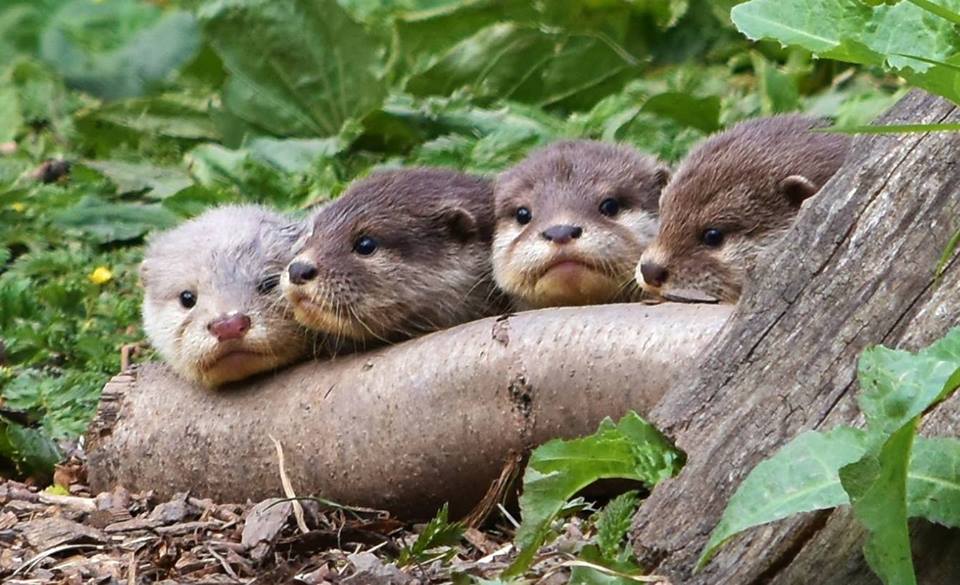 WWTworldwide's tweet photo. Hope everyone is sitting comfortably ready for #Autumnwatch! We're waiting very patiently... https://t.co/OAUt612R9o