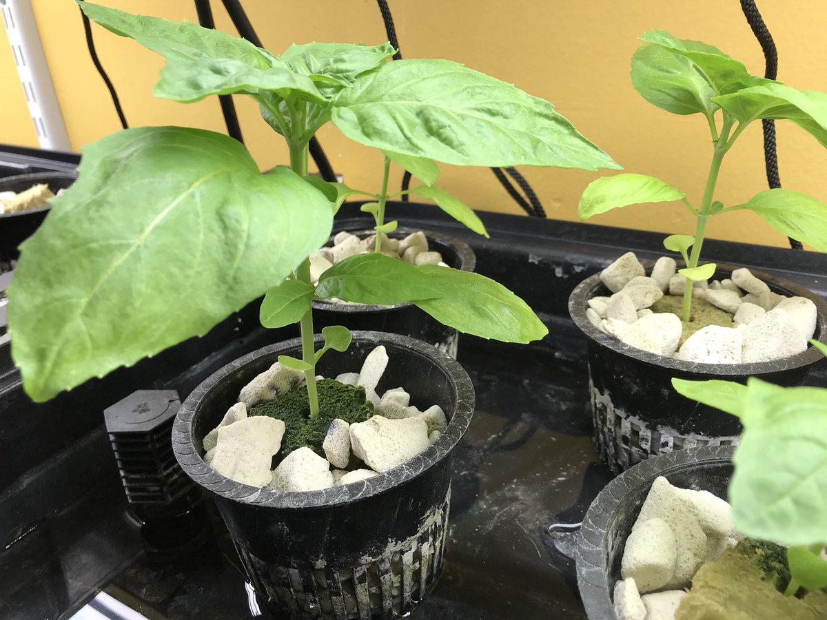MsWellnessEdu's tweet photo. #hydroponic #basil #healthed #greenteam #crosscurricular https://t.co/vgtLpn9fHe