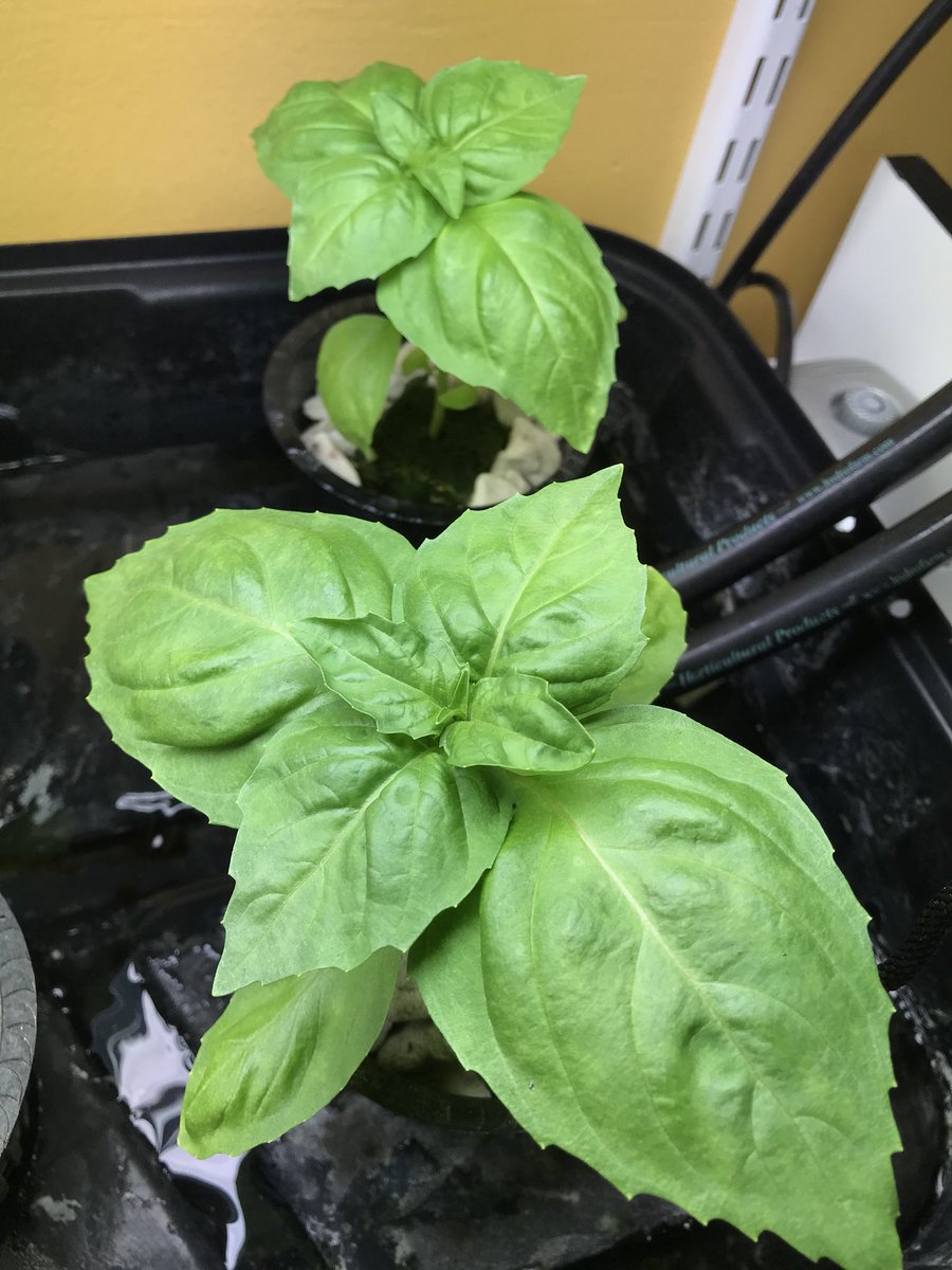 MsWellnessEdu's tweet photo. #hydroponic #basil #healthed #greenteam #crosscurricular https://t.co/vgtLpn9fHe