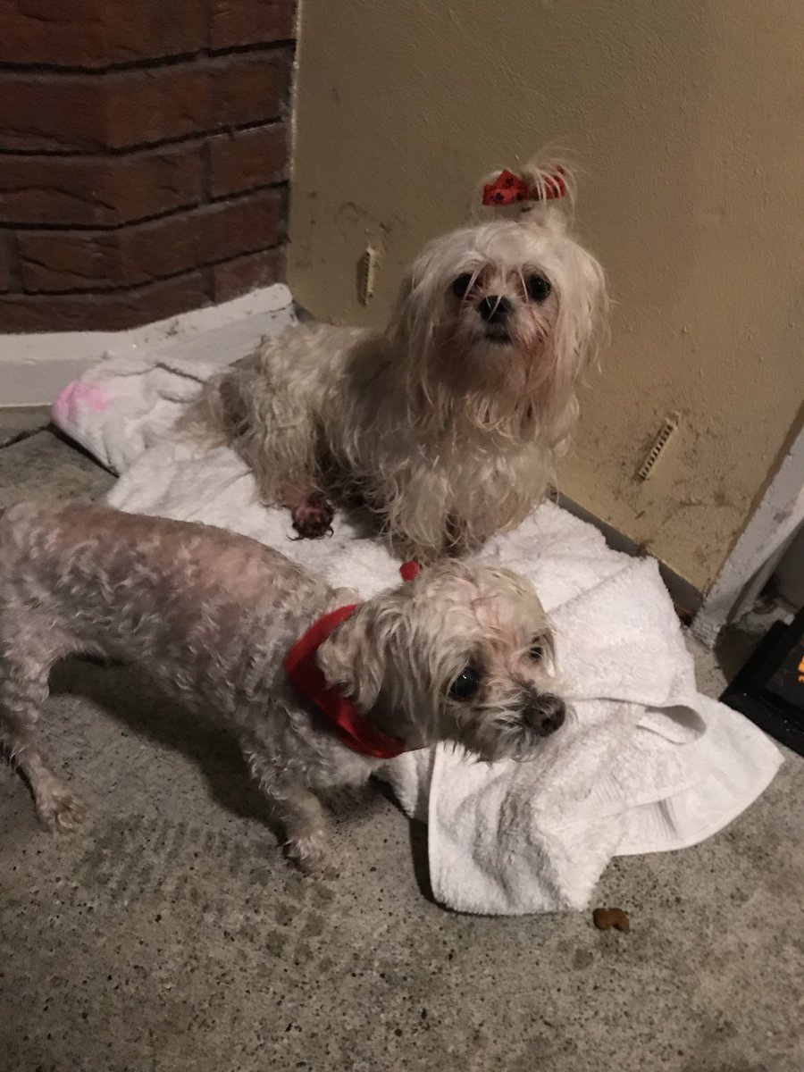 italianfoodie's tweet photo. Found these little mites lost &amp; shivering in our estate! Please share👍 https://t.co/1cdZJvNiIm