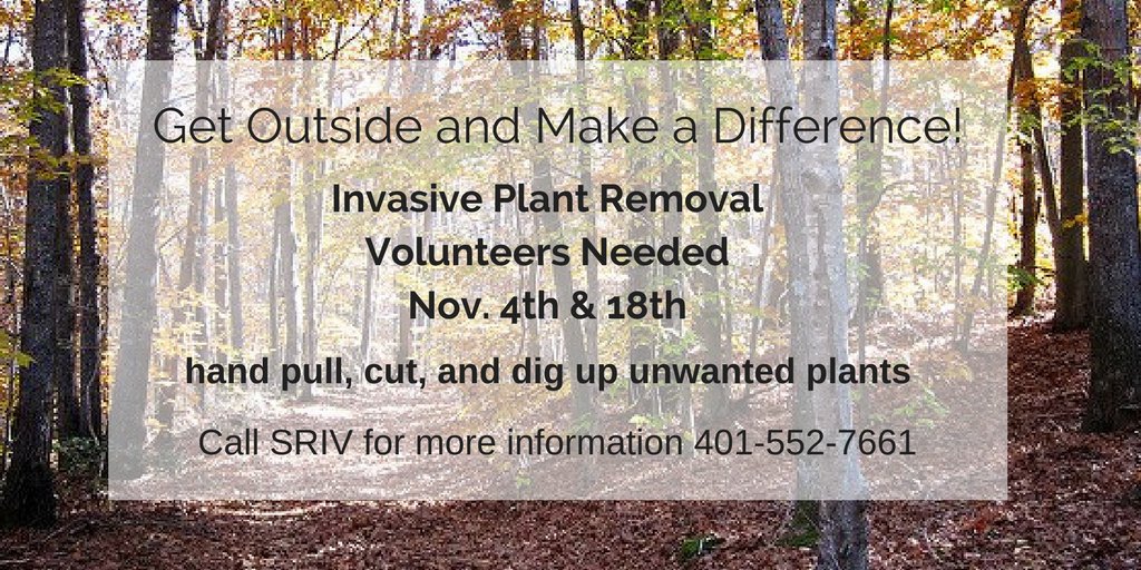 SRIVolunteers's tweet photo. Volunteer to remove invasive plants Nov. 4th or 18th, call SRIV for more information 552-7661 #volunteer #serveri #rhodeisland #westerly https://t.co/7hNr7xH5Vf