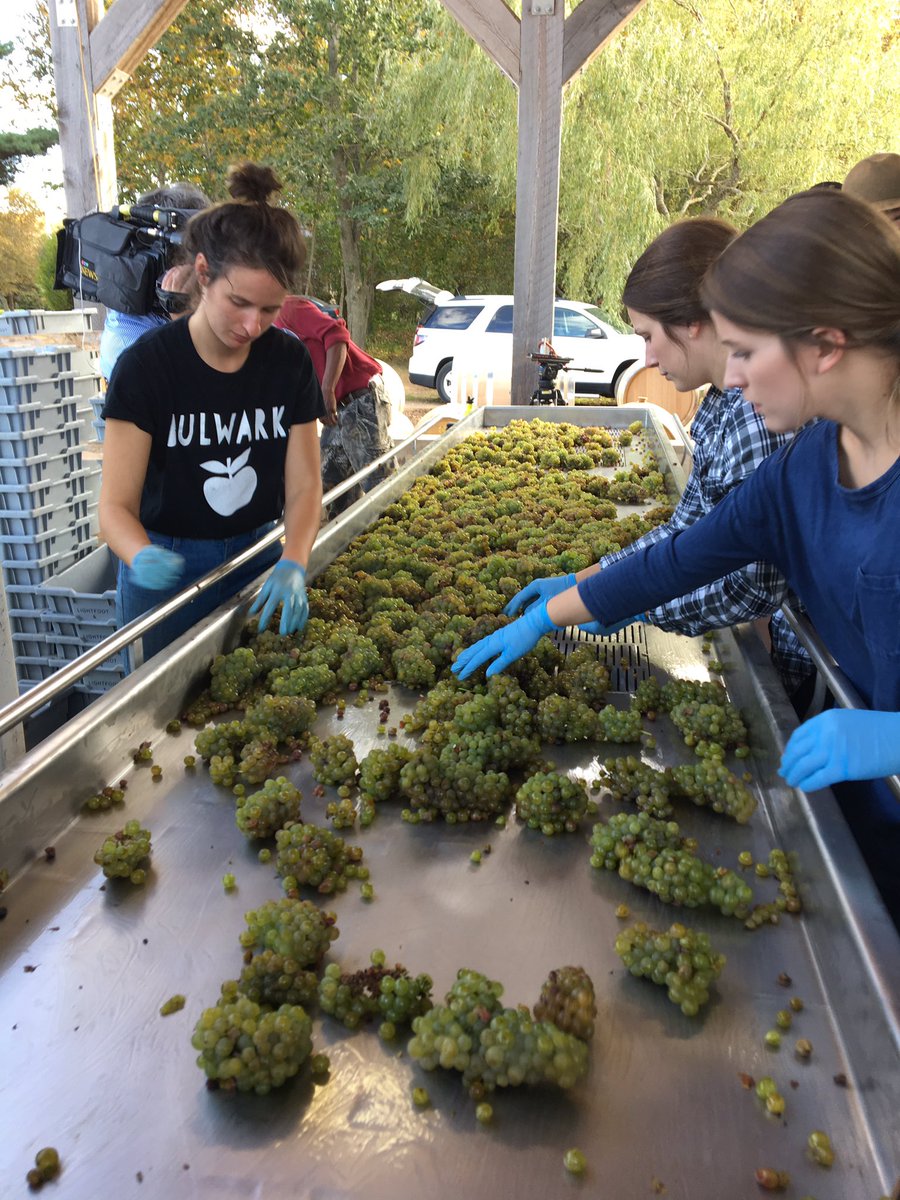 In NS's Annapolis Valley today for upcoming <a href="/CTVNationalNews/">CTV National News</a> story. Wine and sunshine, it's a good day at the office.