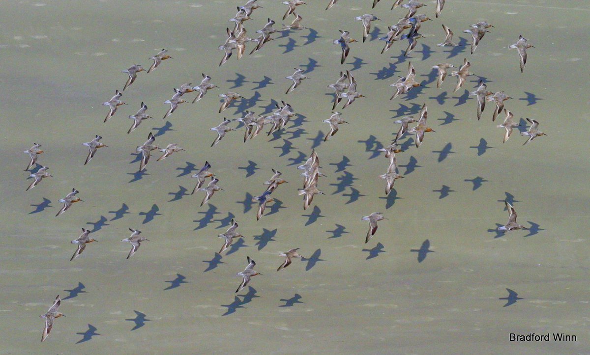 WHSRN's tweet photo. WHSRN has hit 100 sites! Official announcement soon. Hint: it hosts 30% of rufa #RedKnot and Great Lakes breeding #PipingPlover populations! https://t.co/99PPoYCkXU