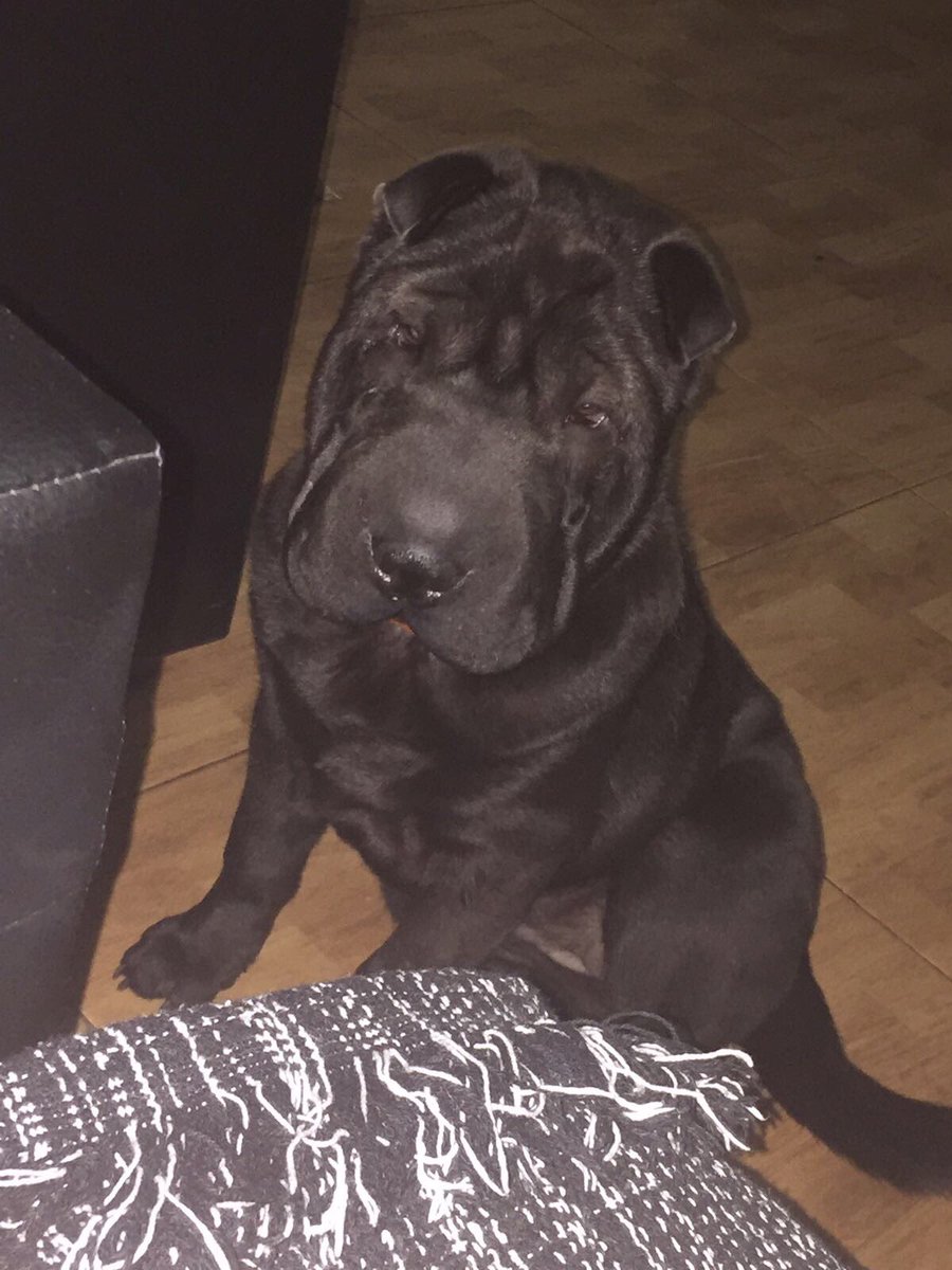 SraBoquerona's tweet photo. PERDIDA 😢 zona Trinidad. 7 meses. Se gratifica a quién me la devuelva 💶 GRACIAS 👍🏻 RT POR FAVOR 🙏🏻 https://t.co/wmTnmfEjLo
