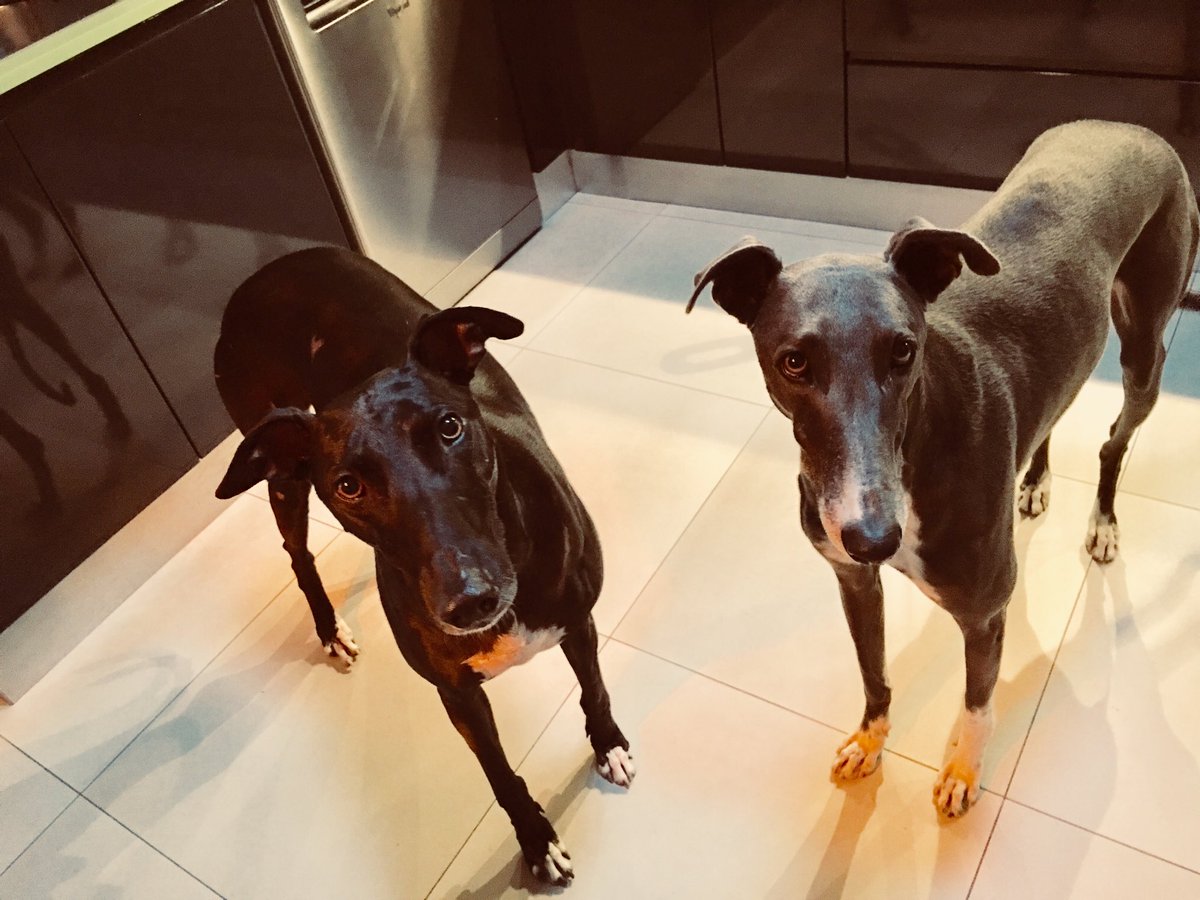 Alexander_SRSA's tweet photo. Me and my little brother, Silver, we waiting for a treat... mmm https://t.co/wuQ2Mqa8B3