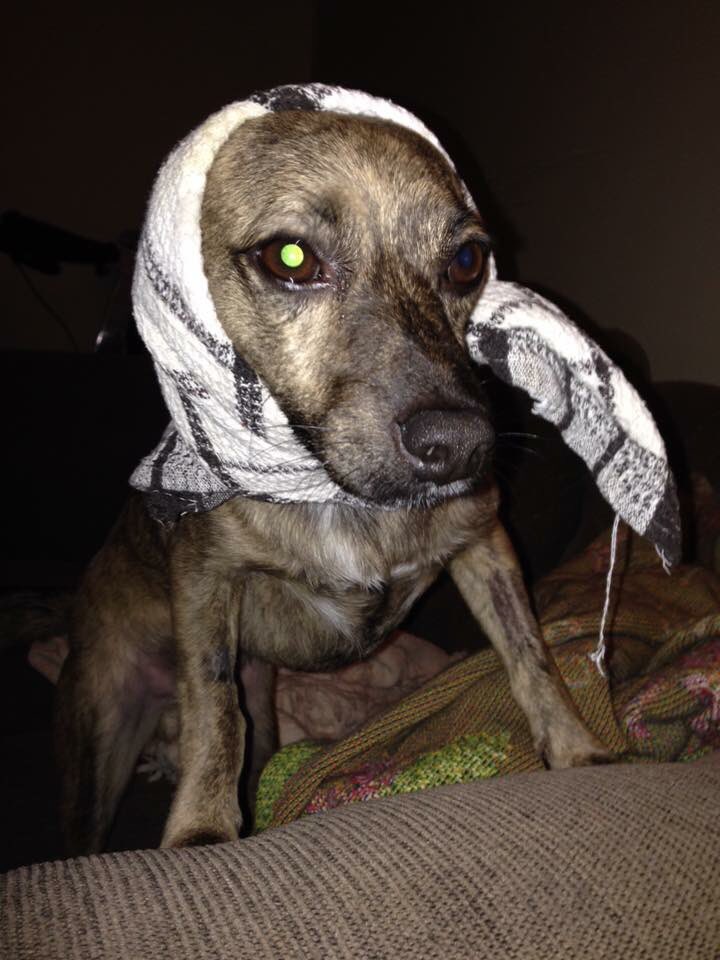 melyperchez's tweet photo. #DogHalloweenCostumes #StrangerThings #CourageousLion #TREX #WindBlownMarilyn My dog gives life. #BaxterTheGentleman https://t.co/ttRHTuqzTx