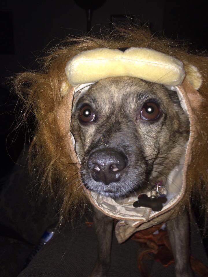 melyperchez's tweet photo. #DogHalloweenCostumes #StrangerThings #CourageousLion #TREX #WindBlownMarilyn My dog gives life. #BaxterTheGentleman https://t.co/ttRHTuqzTx