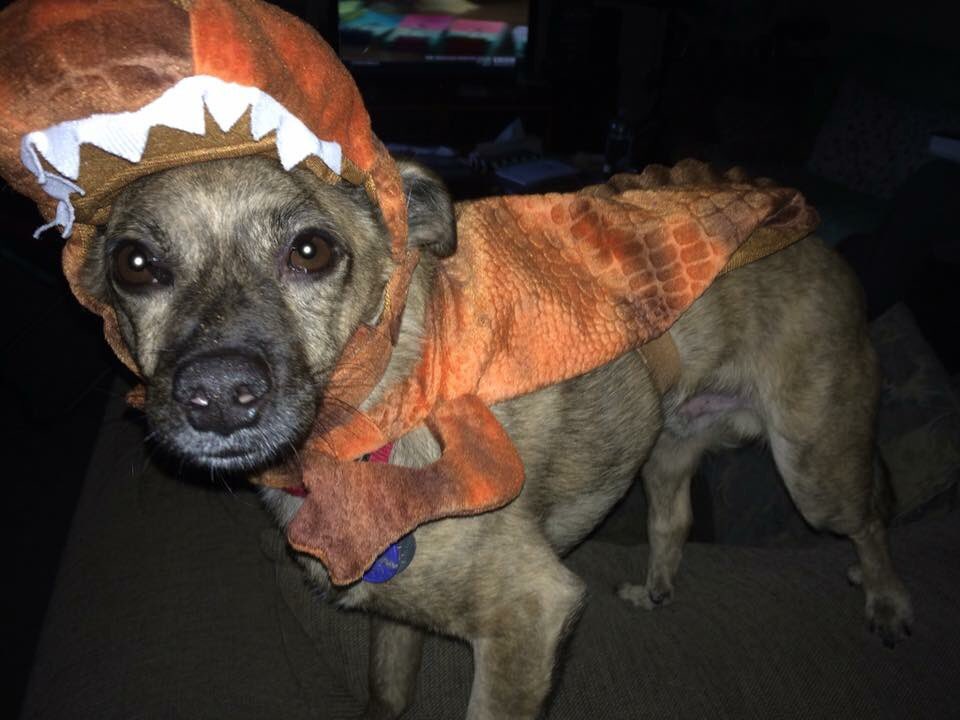 melyperchez's tweet photo. #DogHalloweenCostumes #StrangerThings #CourageousLion #TREX #WindBlownMarilyn My dog gives life. #BaxterTheGentleman https://t.co/ttRHTuqzTx