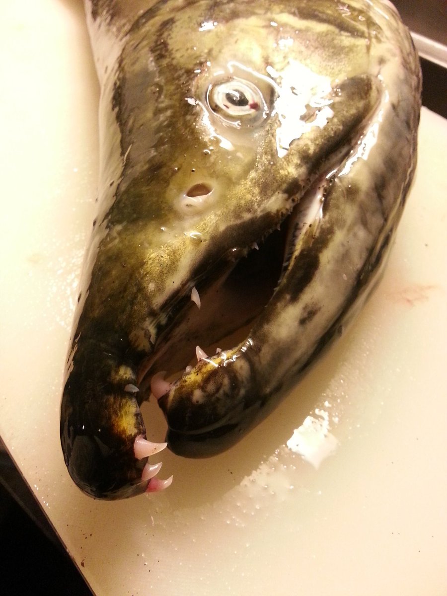 めろんシロップ オスの鮭って物凄い凶悪な顔してる んだよ 歯なんてほぼ凶器 アウトレイジに出演していてもおかしくないくらい冷酷な表情 目もすわってるし 怖い わー 体も大きいしね でもねオスは身が美味しいのよねー 見た目怖いけどホントはいい人