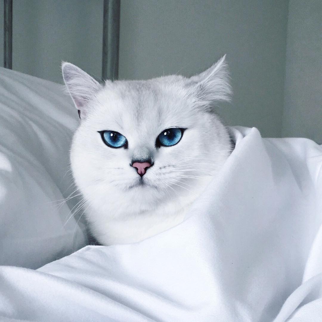 Кот коби
