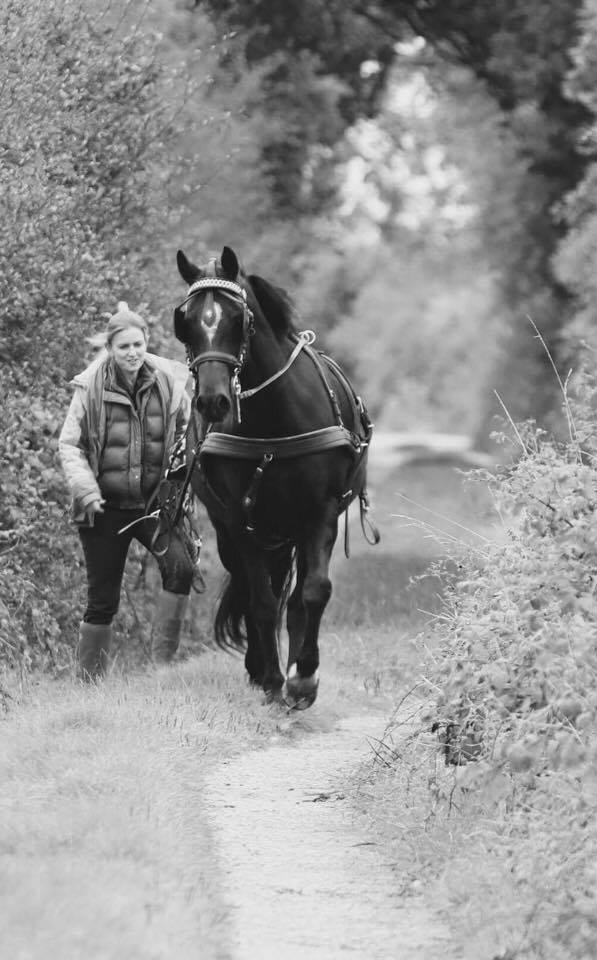 TwoTreesReserve's tweet photo. Turning to horsepower at Two Trees, eco friendly cultivation for a wildflower meadow for 2018 to support the insects #Autumnwatch  #nature https://t.co/wHVdrzxljk